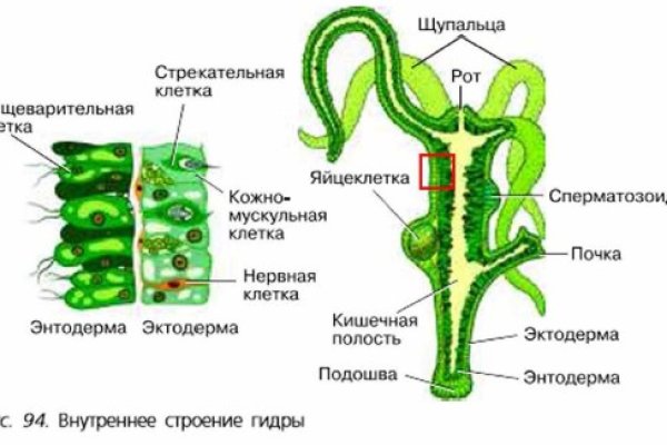 Кракен дарк сайт